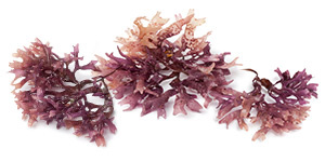 Plant-Based Minerals Plant-Based Minerals